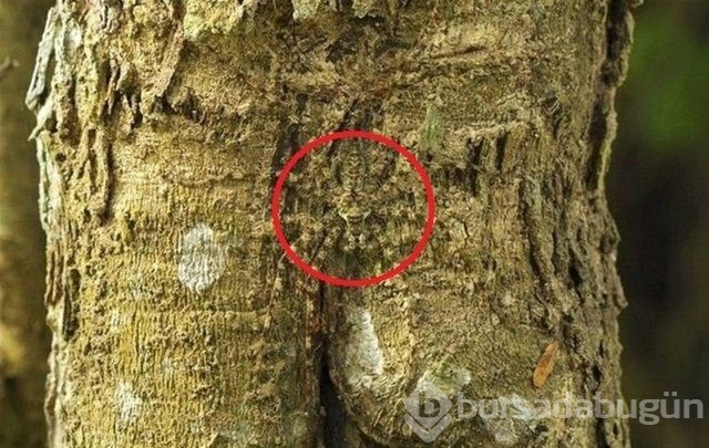 Fotoğraflara iyi bakın, ne görüyorsunuz?