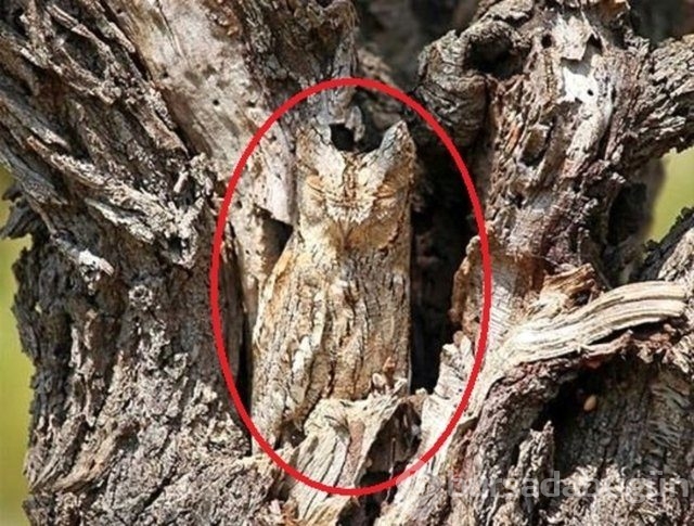 Fotoğraflara iyi bakın, ne görüyorsunuz?