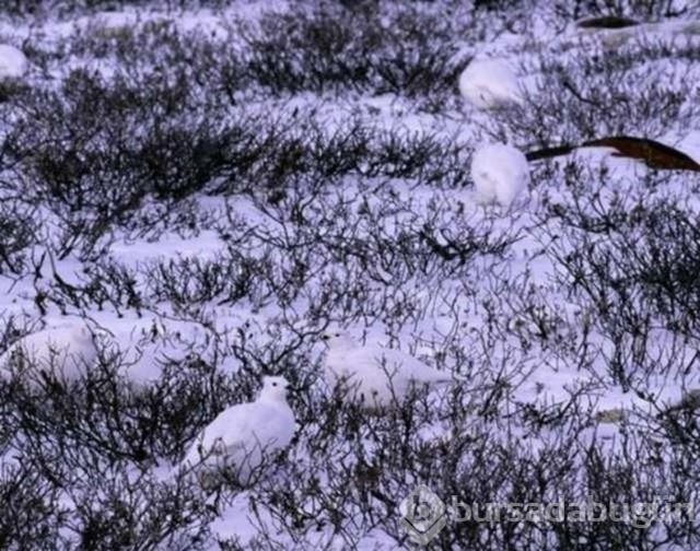 Fotoğraflara iyi bakın, ne görüyorsunuz?