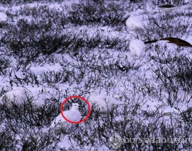 Fotoğraflara iyi bakın, ne görüyorsunuz?
