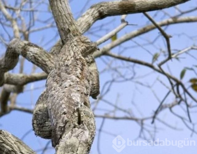 Fotoğraflara iyi bakın, ne görüyorsunuz?