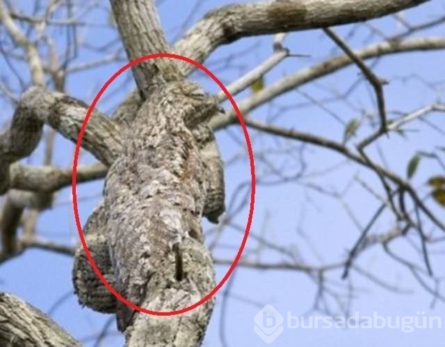 Fotoğraflara iyi bakın, ne görüyorsunuz?