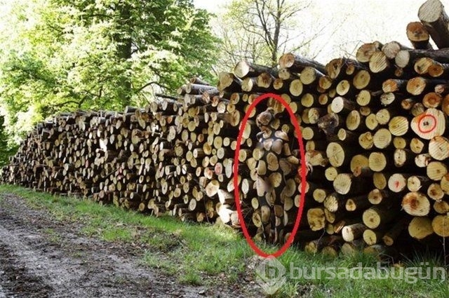 Fotoğraflara iyi bakın, ne görüyorsunuz?