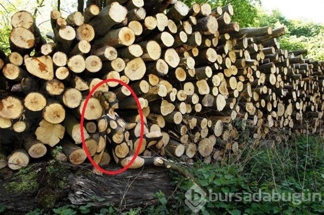 Fotoğraflara iyi bakın, ne görüyorsunuz?
