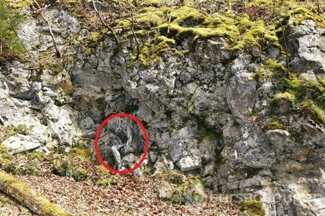 Fotoğraflara iyi bakın, ne görüyorsunuz?