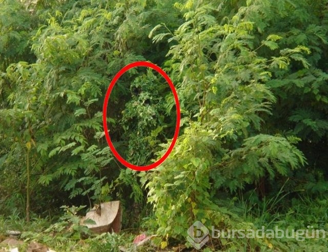 Fotoğraflara iyi bakın, ne görüyorsunuz?