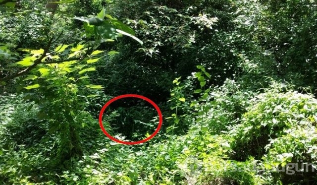 Fotoğraflara iyi bakın, ne görüyorsunuz?