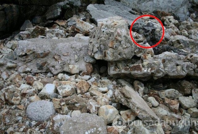 Fotoğraflara iyi bakın, ne görüyorsunuz?