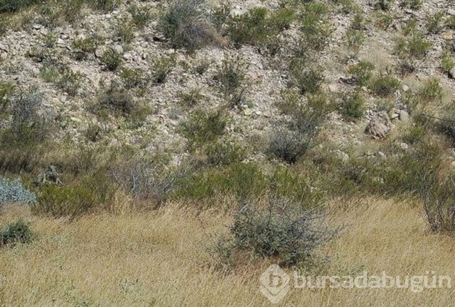 Fotoğraflara iyi bakın, ne görüyorsunuz?