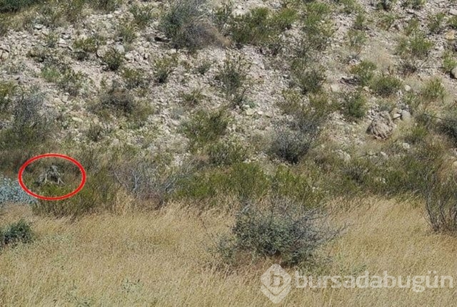 Fotoğraflara iyi bakın, ne görüyorsunuz?