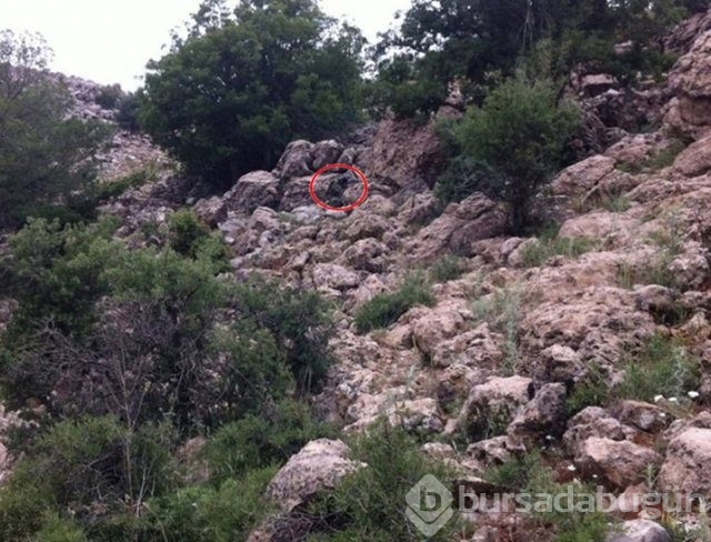 Fotoğraflara iyi bakın, ne görüyorsunuz?