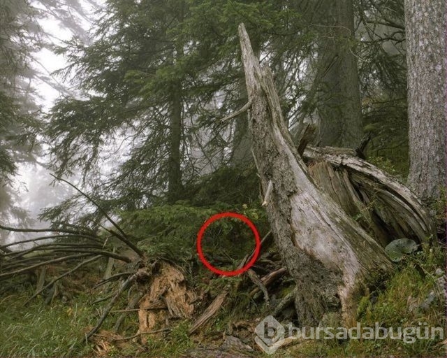 Fotoğraflara iyi bakın, ne görüyorsunuz?