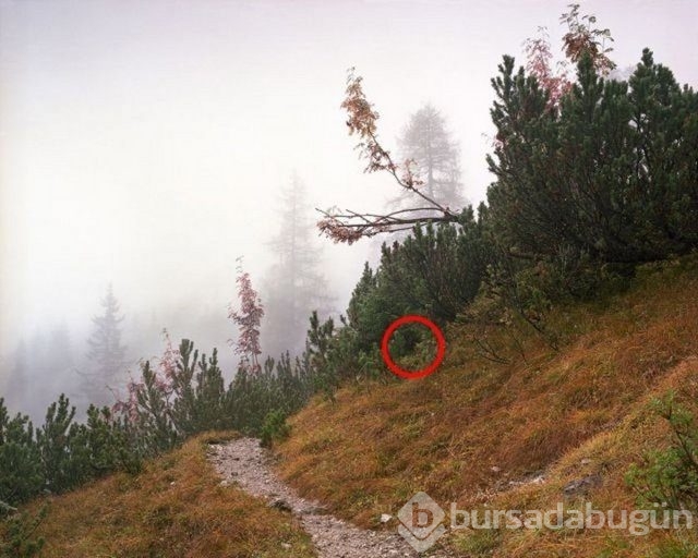 Fotoğraflara iyi bakın, ne görüyorsunuz?