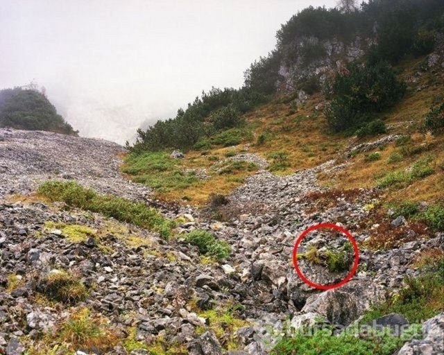 Fotoğraflara iyi bakın, ne görüyorsunuz?