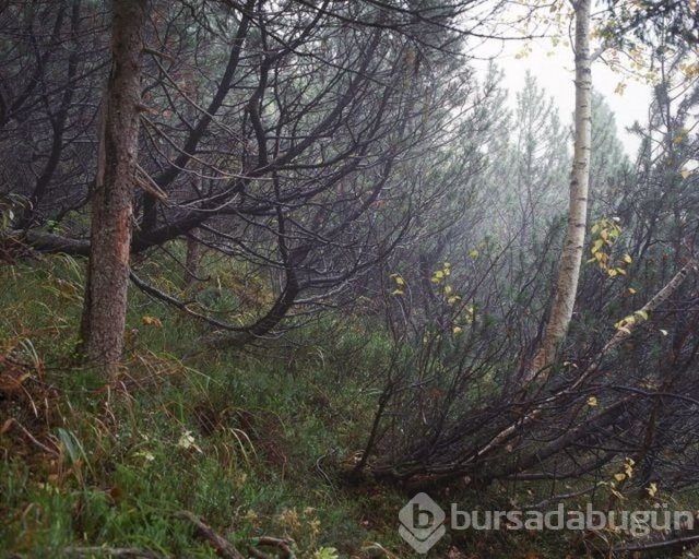 Fotoğraflara iyi bakın, ne görüyorsunuz?