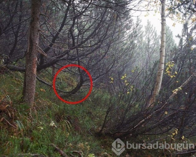 Fotoğraflara iyi bakın, ne görüyorsunuz?