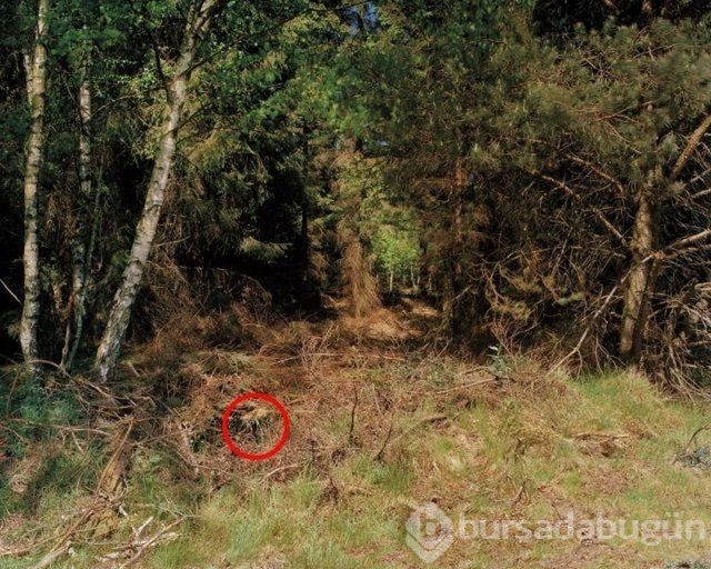 Fotoğraflara iyi bakın, ne görüyorsunuz?