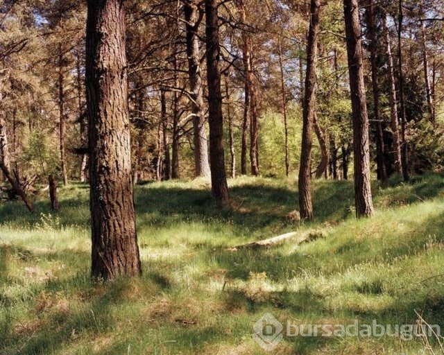 Fotoğraflara iyi bakın, ne görüyorsunuz?