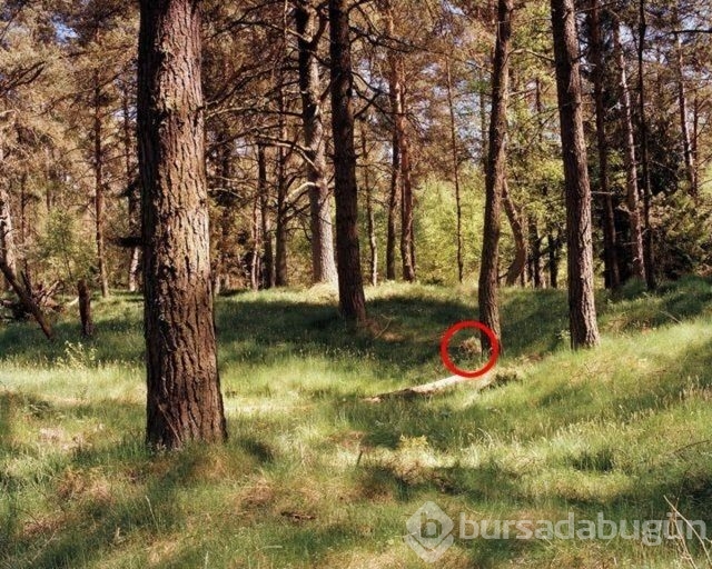 Fotoğraflara iyi bakın, ne görüyorsunuz?