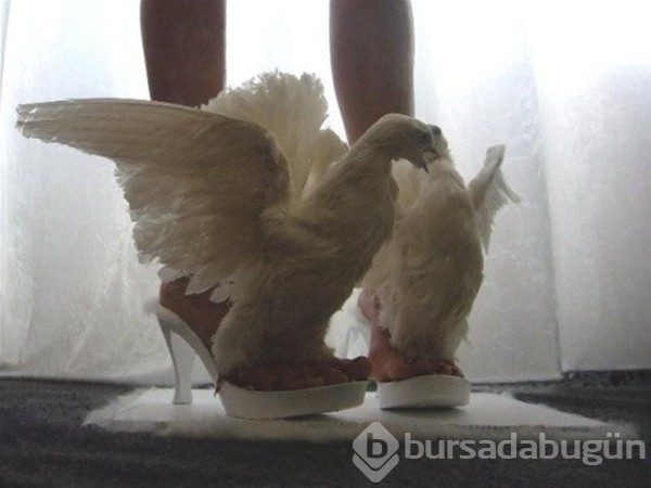 En ilginç düğün fotoğrafları
