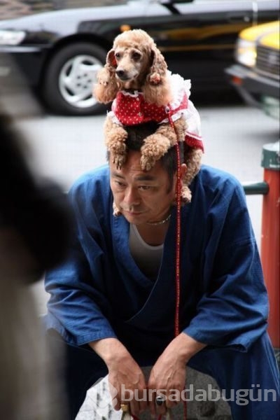 Sadece Japonya`da