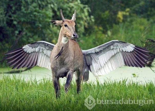 Anlamak için 2 kere bakın
