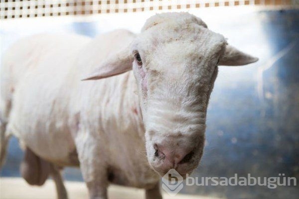 Böylesini görmüş müydünüz?