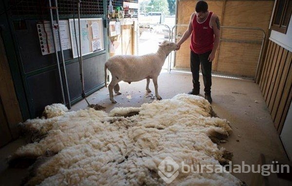 Böylesini görmüş müydünüz?