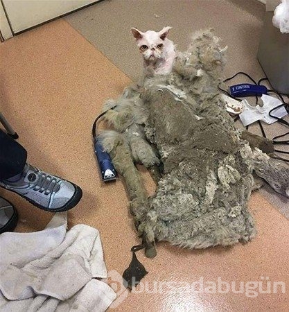 Böylesini görmüş müydünüz?