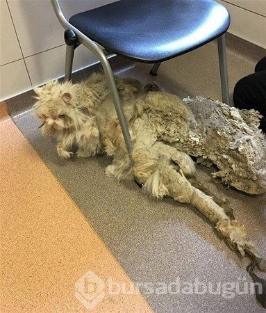 Böylesini görmüş müydünüz?