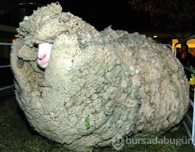 Böylesini görmüş müydünüz?