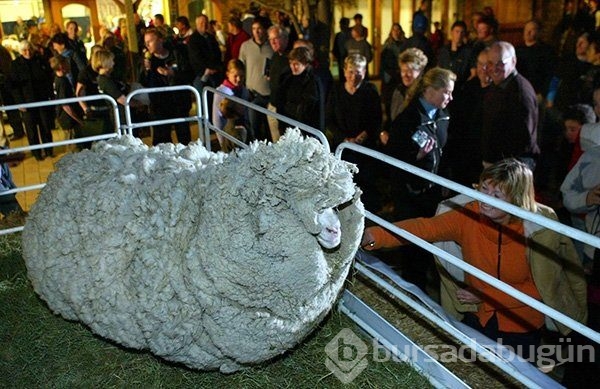 Böylesini görmüş müydünüz?