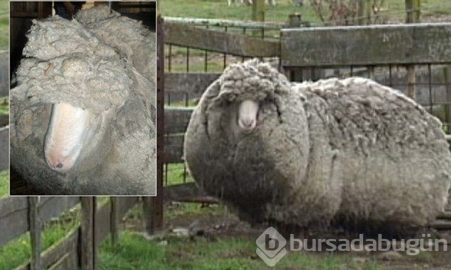 Böylesini görmüş müydünüz?