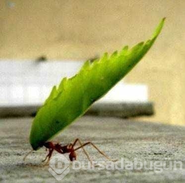 İlk kez dutyacağınız dünyanın en ilginç bilgileri