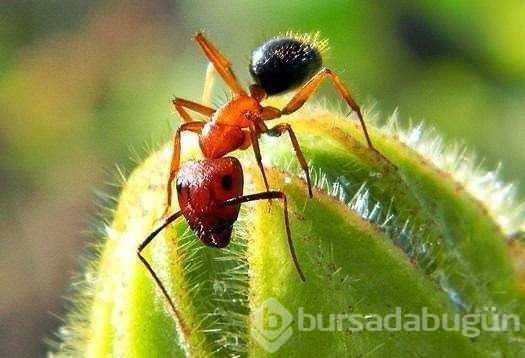İlk kez dutyacağınız dünyanın en ilginç bilgileri