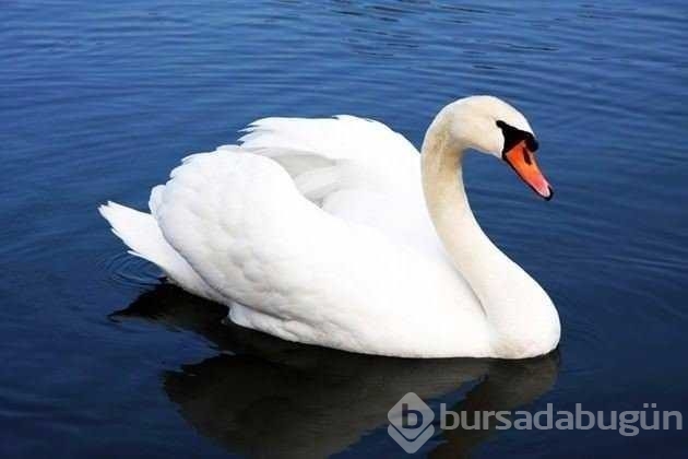 İlk kez dutyacağınız dünyanın en ilginç bilgileri