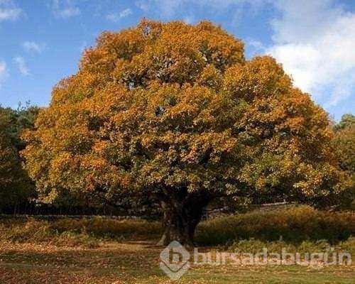 İlk kez dutyacağınız dünyanın en ilginç bilgileri