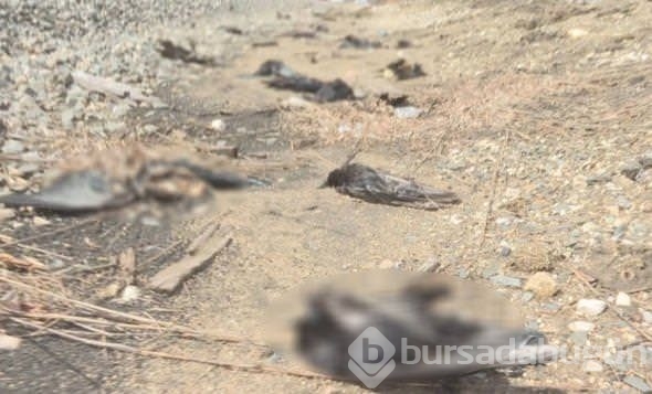 Hayvanlar dünyasından ilginç bilgiler
