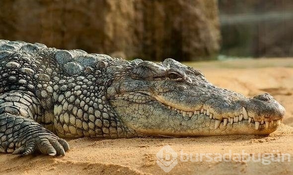 Hayvanlar dünyasından ilginç bilgiler