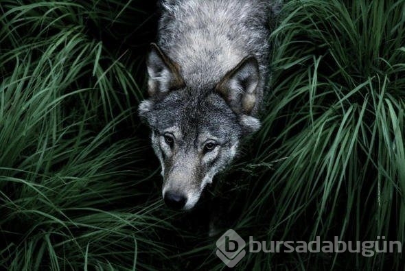 Hayvanlar dünyasından ilginç bilgiler