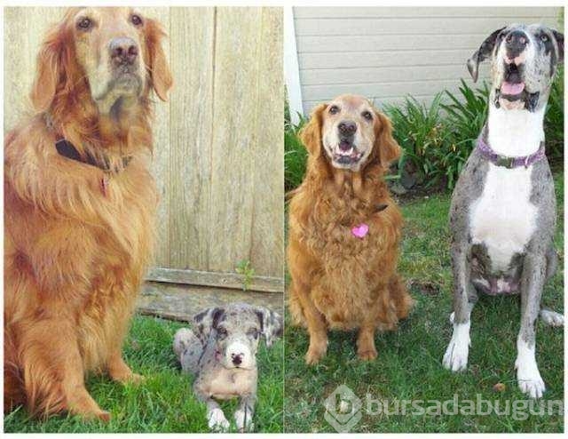 Birer canavara dönüşen sevimli köpekler