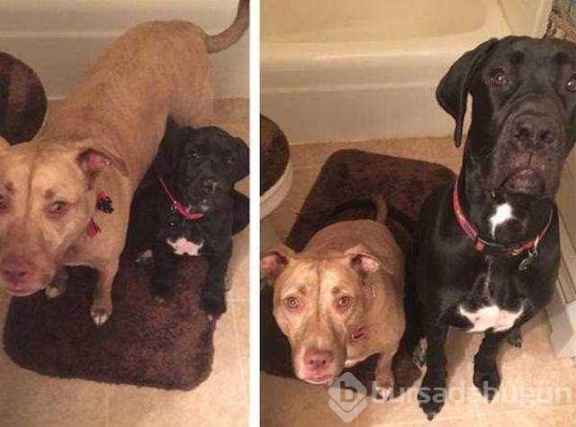 Birer canavara dönüşen sevimli köpekler