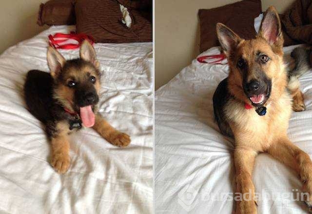 Birer canavara dönüşen sevimli köpekler