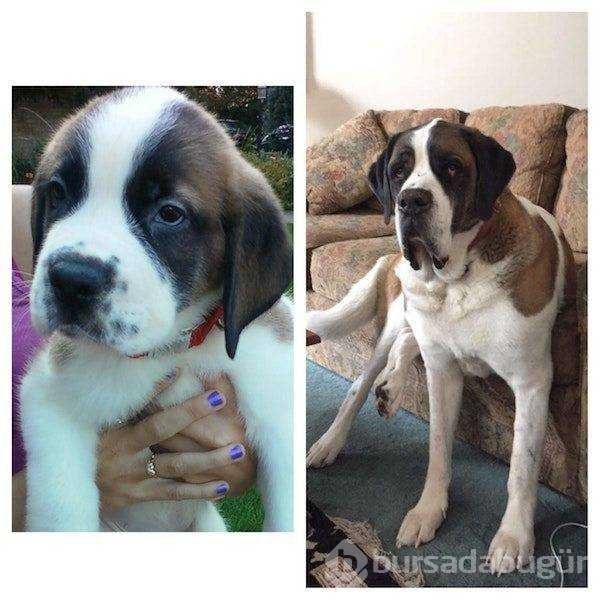 Birer canavara dönüşen sevimli köpekler