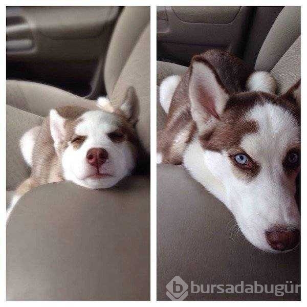 Birer canavara dönüşen sevimli köpekler