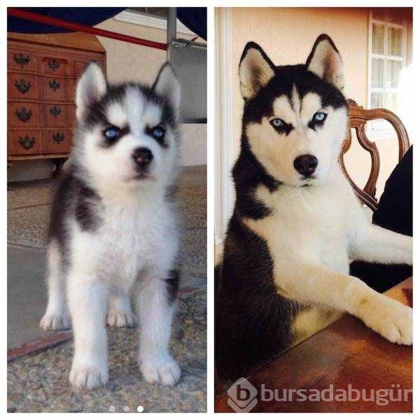 Birer canavara dönüşen sevimli köpekler