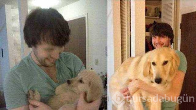 Birer canavara dönüşen sevimli köpekler
