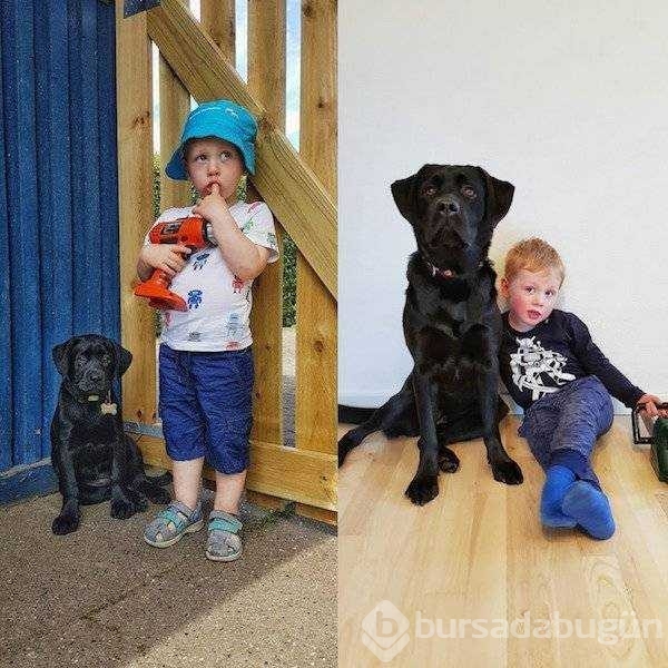 Birer canavara dönüşen sevimli köpekler