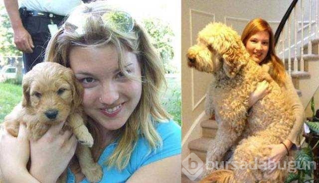 Birer canavara dönüşen sevimli köpekler