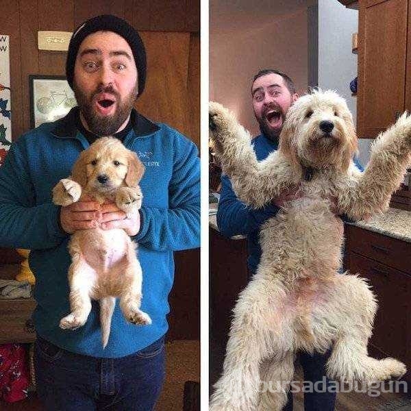 Birer canavara dönüşen sevimli köpekler